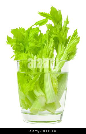 Green fresh celery stalks in transparent glass with water isolated white background Stock Photo
