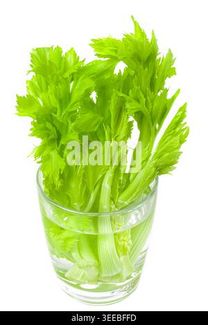 Fresh sticks celery in glass with water isolated on white background Stock Photo