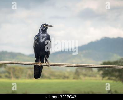 Black bird standing on a wire in nature Stock Photo