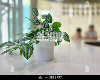 Peaceful small indoor potted plant featuring beautiful patterned green leaves sitting on bright white counter with blurred people in background adding Stock Photo