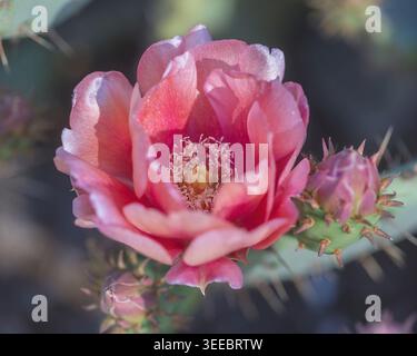 Using A Pink Flower A spiny cactus garden with pink flower, potted succulent collection ...