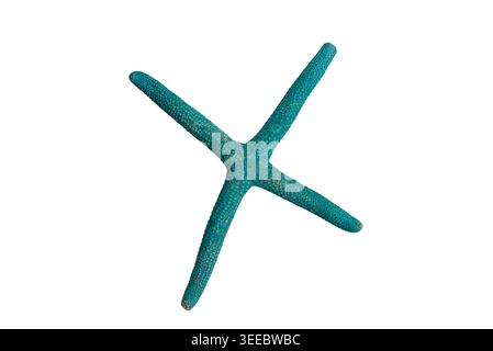 Teal blue starfish isolated on white background, Linckia laevigata sea star specimen. Vivid teal-blue starfish. Nice suitable for marine biology Stock Photo