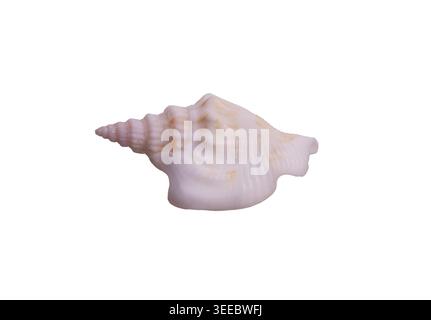 White pink conch shell isolated on white background. Strombus or Laevistrombus. Ideal for beach lifestyle branding, interior decor, spa and wellness Stock Photo