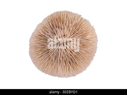 Mushroom coral disc Fungia skeleton isolated on white background. Good for beach lifestyle branding, collage interior decor, spa and wellness design Stock Photo