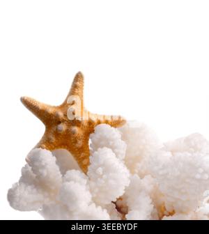 Orange starfish resting on white branching coral isolated on white background. Good for beach lifestyle branding, collage interior decor, spa and Stock Photo