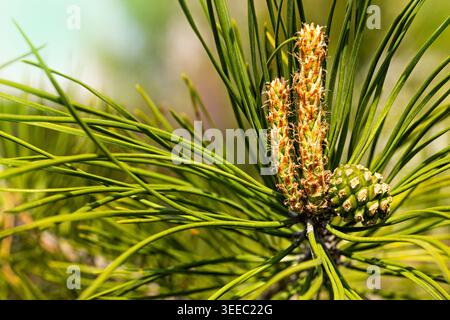 Close-up of a pine branch with fresh green needles and young cones in warm sunlight, capturing evergreen growth and natural spring detail. Stock Photo