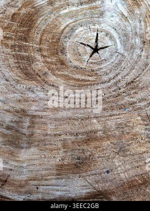 Close-up of natural tree rings on a cut tree trunk showing organic circular texture, wood grain details and weathered surface patterns. Stock Photo