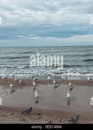 Seagulls standing on a sandy beach with waves and cloudy sky, calm coastal scene Stock Photo