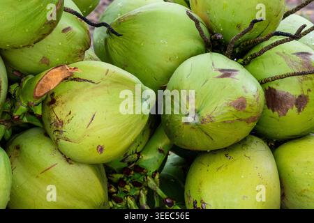 A detailed close-up of a cluster of fresh, newly harvested green coconuts. The image highlights the smooth, shiny husk and woody stems, capturing the Stock Photo