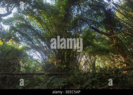 A bunch of giant bamboo plants in the forest of Tiwai Island, Sierra Leone, West Africa. Stock Photo