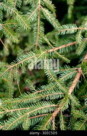 Close up of isolated spruce, conifer and evergreen twigs and branches with green needles for forest and nature background Stock Photo