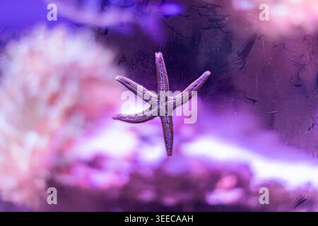 Vivid underwater scene through a glass window Prominent starfish in foreground, purple-blue body with dark tips on outstretched arms Soft blurred back Stock Photo