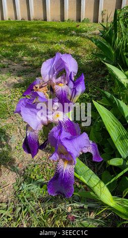 A cluster of vibrant purple bearded irises showcases intricate white and yellow veined patterns on their petals amidst sharp green leaves Stock Photo