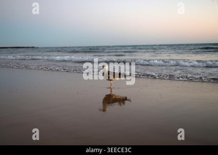 Seagull standing alone on a wet sandy beach with ocean waves at dusk Stock Photo