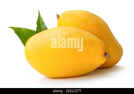 Two ripe yellow mango fruits with green mango leaves and water droplets in stack are isolated on white background with clipping path. Stock Photo