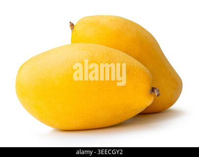 Two ripe yellow mango fruits in stack are isolated on white background with clipping path. Stock Photo