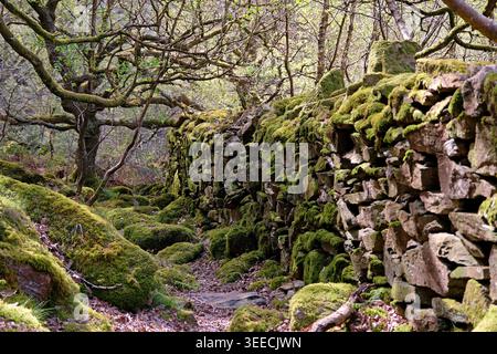 Moss covered dry stone wall,  Eryri National Park, Snowdonia, Wales, UK Stock Photo