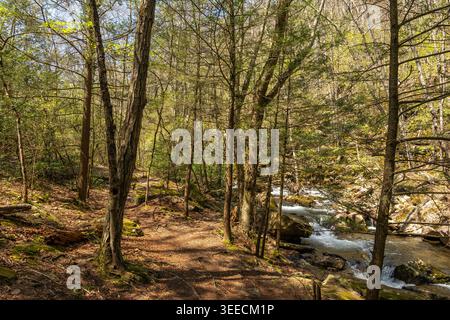 Woodland hiking trail near Laurel Run in Seven Tubs Recreation Area, Wilkes-Barre, Pennsylvania, featuring a shaded path through a natural forest. Stock Photo
