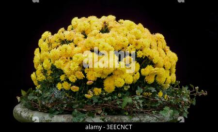 Vibrant Yellow Chrysanthemum Bush with Ivy in Stone Planter Isolated on Black Stock Photo