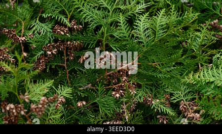 Green thuja branches with small brown cones. Close-up Stock Photo