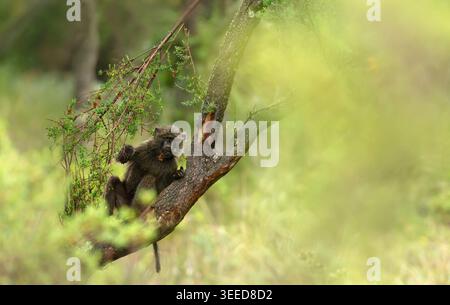 A juvenile Olive baboon (Papio anubis) rests on a lichen-covered tree branch while foraging in the lush, high-altitude forest in Ethiopia. Stock Photo