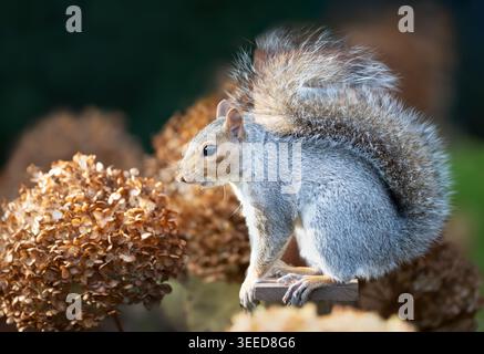 Close-up portrait of a Grey squirrel (Sciurus carolinensis) sitting on a squirrel feeder, UK. Stock Photo