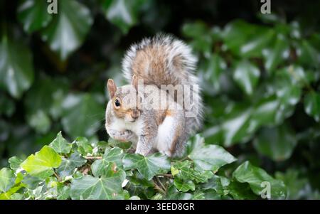Close-up portrait of a cute curious young grey squirrel (Sciurus carolinensis) sitting among green ivy leaves in a natural woodland setting, UK. Stock Photo
