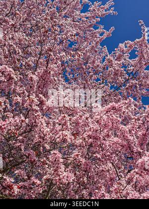 Lush Vertical View of Pink Cherry Blossoms in Full Bloom Against a Striking Deep Blue Sky Stock Photo