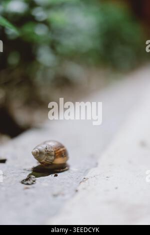 Close-up of a snail crawling on a concrete surface with blurred green foliage background, shallow Stock Photo