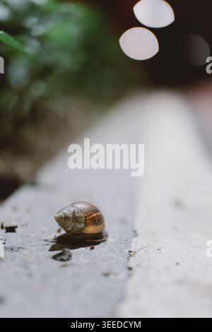 Close-up of a snail crawling on a concrete path with bokeh lights and green foliage in soft-focus Stock Photo
