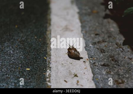 Close-up of a snail crawling on a white road line at night, shallow depth of field, macro Stock Photo