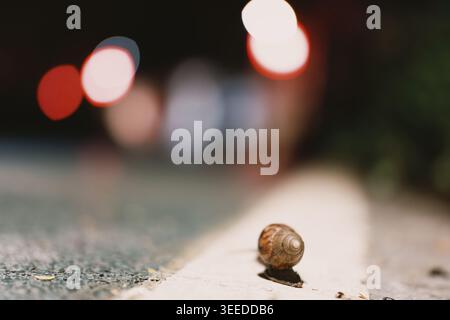 Snail crawling on pavement at night with bokeh city lights in background Stock Photo