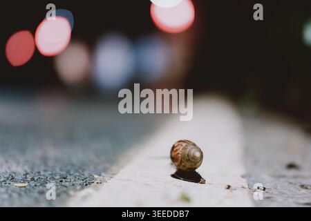 Close-up of a snail crawling on a white road line at night with bokeh lights in the background Stock Photo