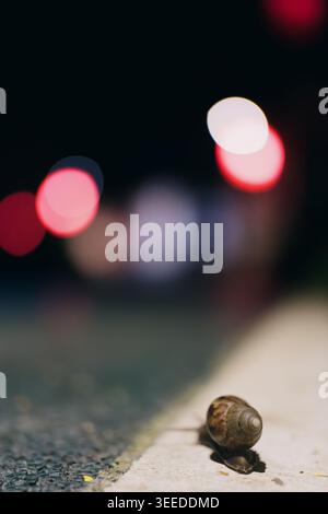 Nighttime snail crawling on pavement with blurred red and white bokeh lights in background Stock Photo