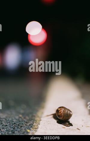 Nighttime street scene featuring a snail crawling on a white road line with blurred bokeh lights in Stock Photo