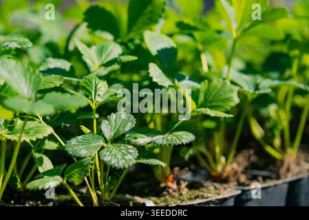 Strawberry seedlings growing in plastic pots, cultivating new plants for fresh fruit, symbolizing organic farming, sustainable agriculture, and spring growth in a garden Stock Photo