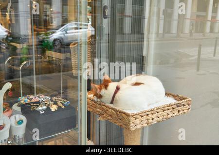 Cat rests on a woven basket perch outside a jewelry store, with a display case showcasing various accessories and jewelry items in the background Stock Photo