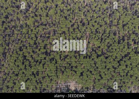 Aerial view of a dense pine forest with green canopies and long shadows cast on the forest floor in Paestum, Campania, Italy. Stock Photo