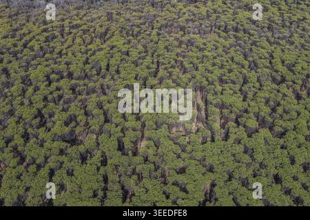 Aerial view of a dense pine forest with lush green canopies and vertical tree trunks in Paestum, Campania, Italy. Stock Photo
