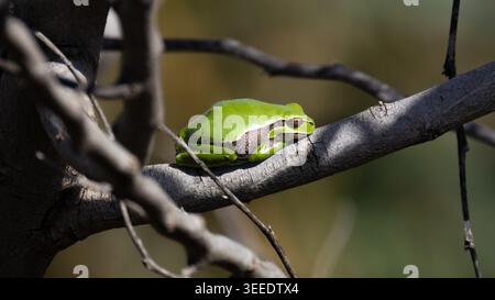 Savigny's tree frog (Hyla savignyi) perched on a tree branch in the wild, Cyprus. Stock Photo