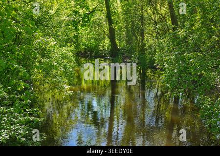 Peaceful forest pond with green trees and water reflections in spring sunlight, natural landscape scene Stock Photo
