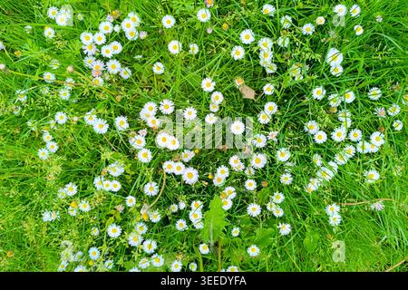 Top view of wild daisies scattered across lush green grass in spring meadow Stock Photo