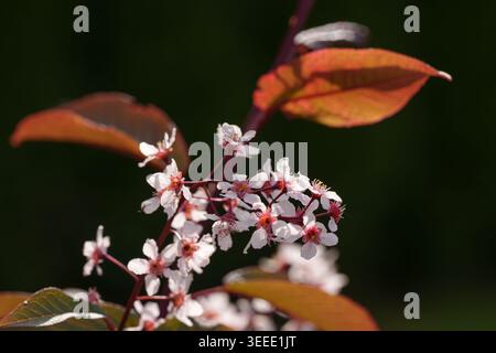 Red Bird Cherry Blossom with Bronze Leaves on Dark Background Stock Photo