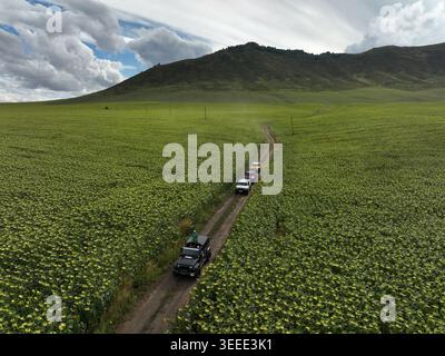 A convoy of rugged off-road vehicles navigates a narrow dirt trail cutting through an expansive field of tall sunflowers beneath a dramatic cloudy sky Stock Photo