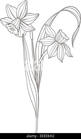 Vector line illustration with two blooming daffodils and long curved leaves, isolated on white background. Minimal floral botanical drawing for Stock Vector