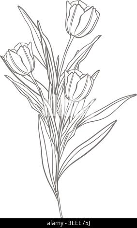 Vector line illustration of three tulips with leaves in botanical style. Spring floral drawing for invitations, packaging, labels, branding, greeting Stock Vector