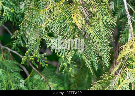 Thuja branches featuring scale-like green needles and young undeveloped cones Stock Photo
