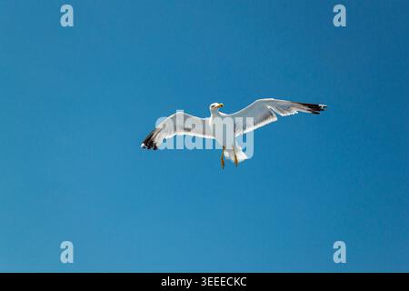 Seagull flying against deep blue sky over sea Stock Photo