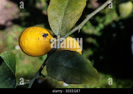 Ripe yellow lemons hang from a leafy branch with a small fly on the skin, set against a blurred green garden background in bright natural sunlight, ev Stock Photo