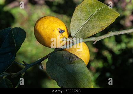 Ripe yellow lemons hang from a leafy branch with a small fly on the skin, set against a blurred green garden background in bright natural sunlight, ev Stock Photo